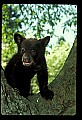 10011-00066-Black Bear Cubs-Ursus americanus.jpg
