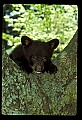 10011-00068-Black Bear Cubs-Ursus americanus.jpg