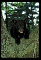 10011-00070-Black Bear Cubs-Ursus americanus.jpg