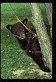 10011-00072-Black Bear Cubs-Ursus americanus.jpg