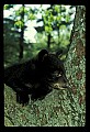 10011-00073-Black Bear Cubs-Ursus americanus.jpg