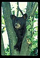10011-00075-Black Bear Cubs-Ursus americanus.jpg