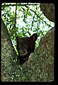 10011-00079-Black Bear Cubs-Ursus americanus.jpg