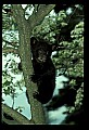10011-00080-Black Bear Cubs-Ursus americanus.jpg