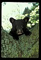 10011-00081-Black Bear Cubs-Ursus americanus.jpg