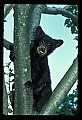 10011-00082-Black Bear Cubs-Ursus americanus.jpg