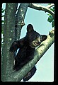 10011-00083-Black Bear Cubs-Ursus americanus.jpg
