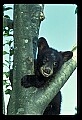 10011-00085-Black Bear Cubs-Ursus americanus.jpg