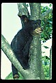 10011-00086-Black Bear Cubs-Ursus americanus.jpg