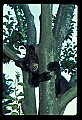 10011-00087-Black Bear Cubs-Ursus americanus.jpg
