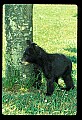 10011-00088-Black Bear Cubs-Ursus americanus.jpg