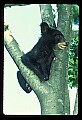 10011-00090-Black Bear Cubs-Ursus americanus.jpg