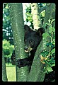 10011-00091-Black Bear Cubs-Ursus americanus.jpg