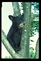 10011-00092-Black Bear Cubs-Ursus americanus.jpg