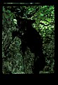 10011-00094-Black Bear Cubs-Ursus americanus.jpg