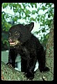 10011-00095-Black Bear Cubs-Ursus americanus.jpg