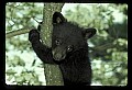 10011-00097-Black Bear Cubs-Ursus americanus.jpg