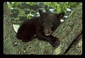 10011-00098-Black Bear Cubs-Ursus americanus.jpg
