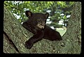 10011-00099-Black Bear Cubs-Ursus americanus.jpg