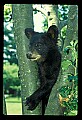 10011-00101-Black Bear Cubs-Ursus americanus.jpg