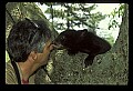 10011-00103-Black Bear Cubs-Ursus americanus.jpg