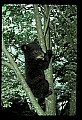 10011-00104-Black Bear Cubs-Ursus americanus.jpg