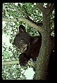 10011-00105-Black Bear Cubs-Ursus americanus.jpg