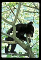 10011-00106-Black Bear Cubs-Ursus americanus.jpg