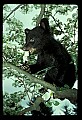 10011-00108-Black Bear Cubs-Ursus americanus.jpg