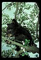 10011-00109-Black Bear Cubs-Ursus americanus.jpg