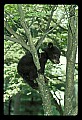 10011-00110-Black Bear Cubs-Ursus americanus.jpg