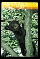 10011-00111-Black Bear Cubs-Ursus americanus.jpg