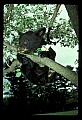 10011-00112-Black Bear Cubs-Ursus americanus.jpg