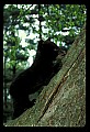 10011-00115-Black Bear Cubs-Ursus americanus.jpg