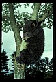 10011-00117-Black Bear Cubs-Ursus americanus.jpg