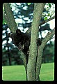 10011-00118-Black Bear Cubs-Ursus americanus.jpg