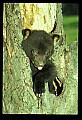 10011-00119-Black Bear Cubs-Ursus americanus.jpg