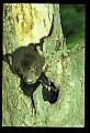 10011-00120-Black Bear Cubs-Ursus americanus.jpg