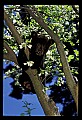 10011-00121-Black Bear Cubs-Ursus americanus.jpg