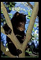 10011-00122-Black Bear Cubs-Ursus americanus.jpg