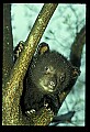10011-00123-Black Bear Cubs-Ursus americanus.jpg