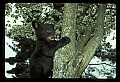 10011-00124-Black Bear Cubs-Ursus americanus.jpg