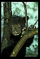 10011-00125-Black Bear Cubs-Ursus americanus.jpg