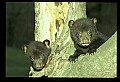 10011-00126-Black Bear Cubs-Ursus americanus.jpg