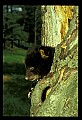 10011-00127-Black Bear Cubs-Ursus americanus.jpg