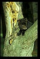 10011-00130-Black Bear Cubs-Ursus americanus.jpg