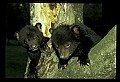 10011-00131-Black Bear Cubs-Ursus americanus.jpg