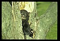 10011-00132-Black Bear Cubs-Ursus americanus.jpg