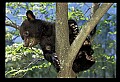 10011-00133-Black Bear Cubs-Ursus americanus.jpg