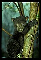 10011-00134-Black Bear Cubs-Ursus americanus.jpg